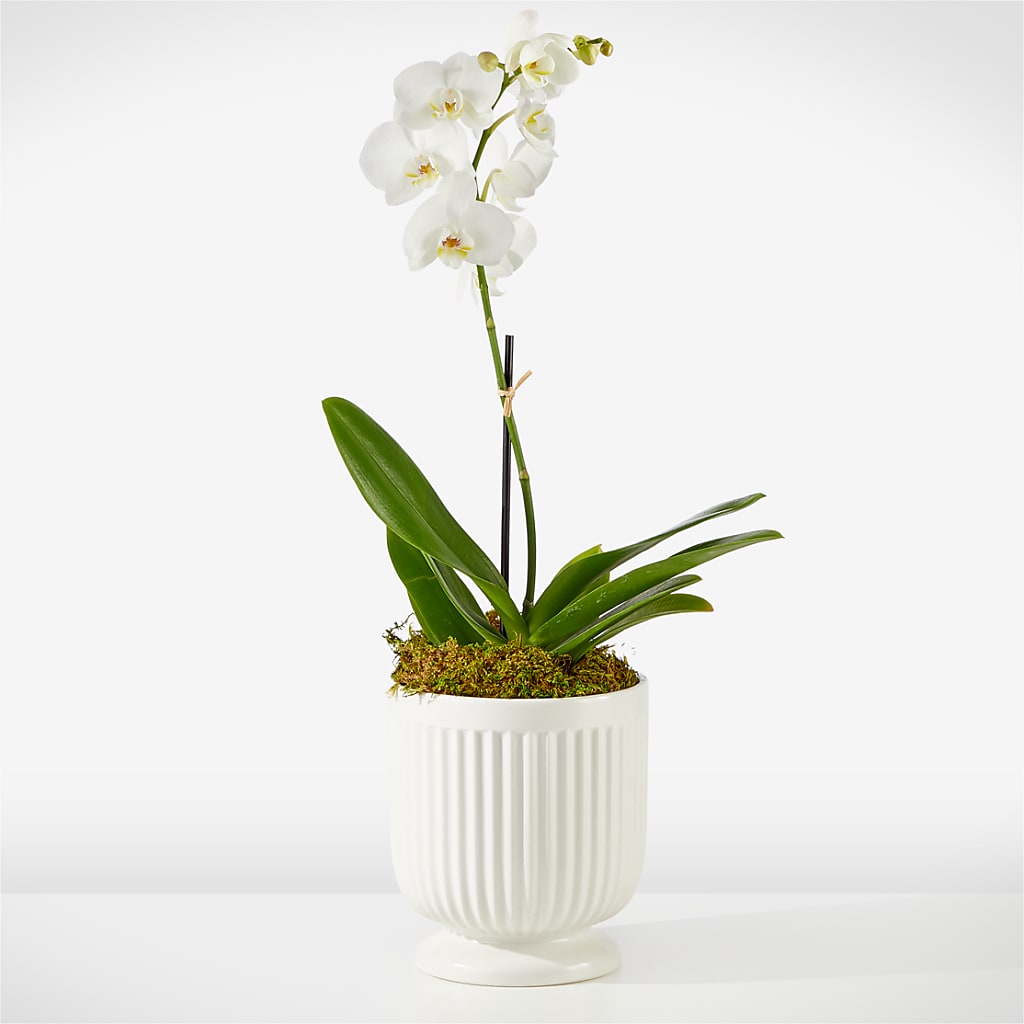Whispering White Orchid – Loose Leaf Florist, Austin TX