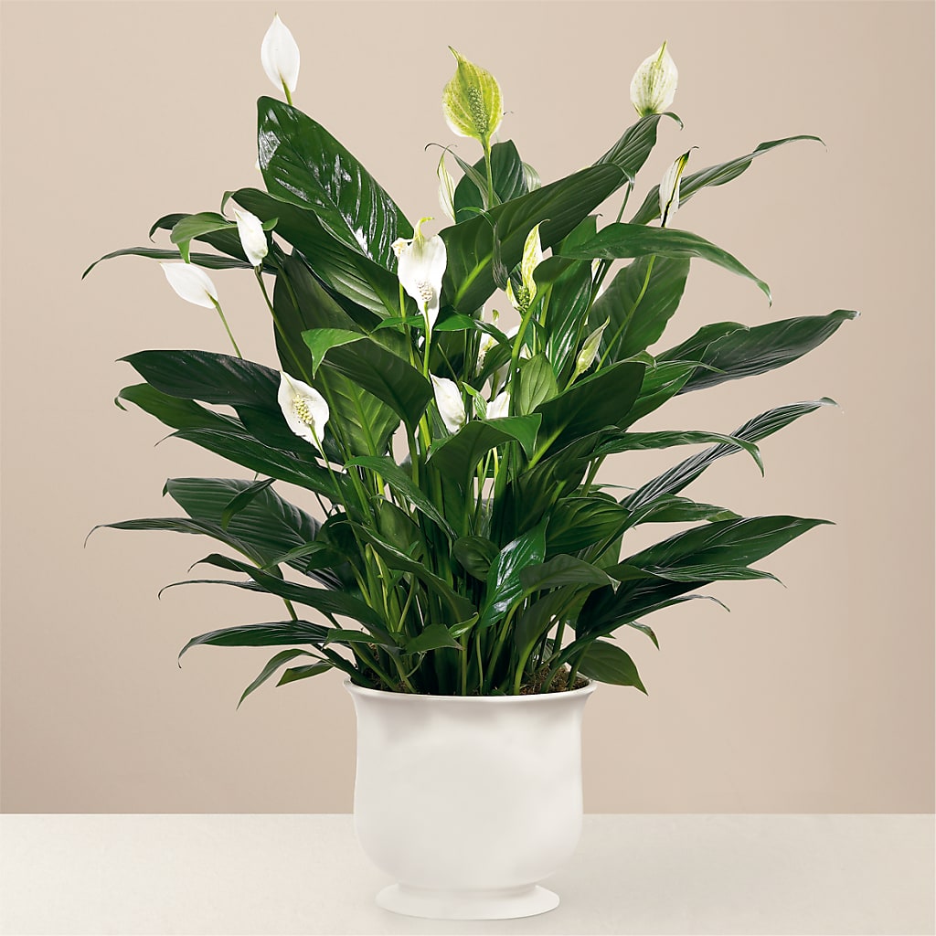Comfort Planter – Loose Leaf Florist, Austin TX