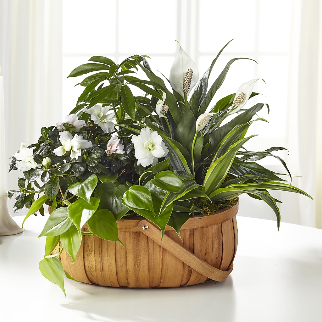 Serene Dishgarden – Loose Leaf Florist, Austin TX